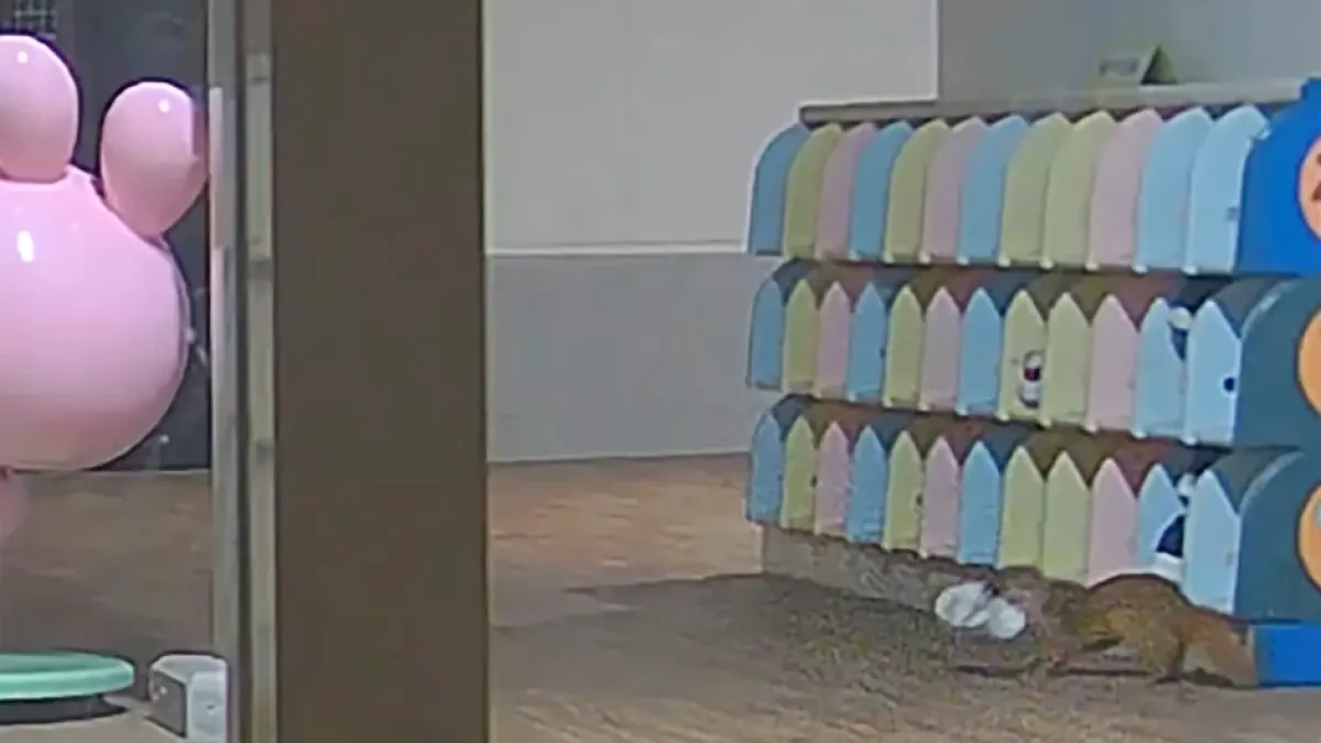 Хванаха невестулка да прави немислимото в японска детска градина ВИДЕО