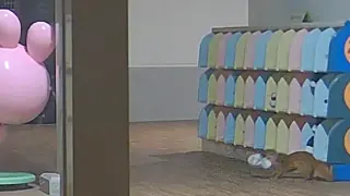 Хванаха невестулка да прави немислимото в японска детска градина ВИДЕО