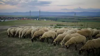 Ветеринарите бият тревога след откриване на опасна болест при овце на един хвърлей от България