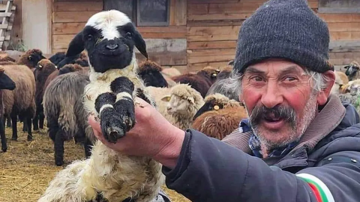 Ясна е съдбата на животните във Велинград