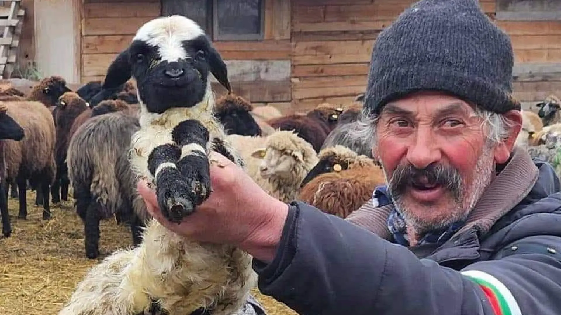 Ясна е съдбата на животните във Велинград