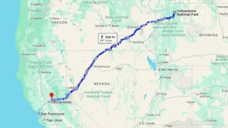 Смела котка измина 1450 км, за да се върне у дома СНИМКА