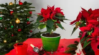 Направете това и коледната звезда ще заблести за празниците