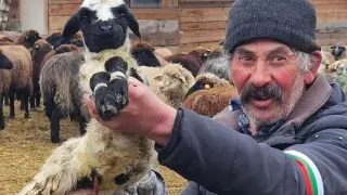 Какво го чака бай Рибан: Резултатите за чумата по овцете от Монпелие са ясни