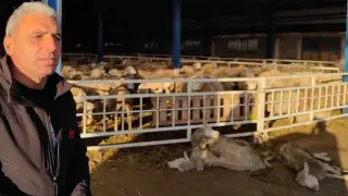 Фермер от Карнобатско проплака: Всеки час виждам как овцете ми умират 