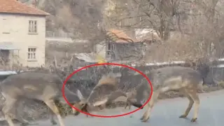 Такова нещо не се вижда всеки ден! Елени излязоха на пътя Девин - Кричим и... ВИДЕО