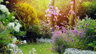 По-добри от най-силните химикали: 7 растения, които гонят комари