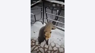 Навръх Коледа: Вместо Дядо Коледа в двора на перничани влезе... ВИДЕО