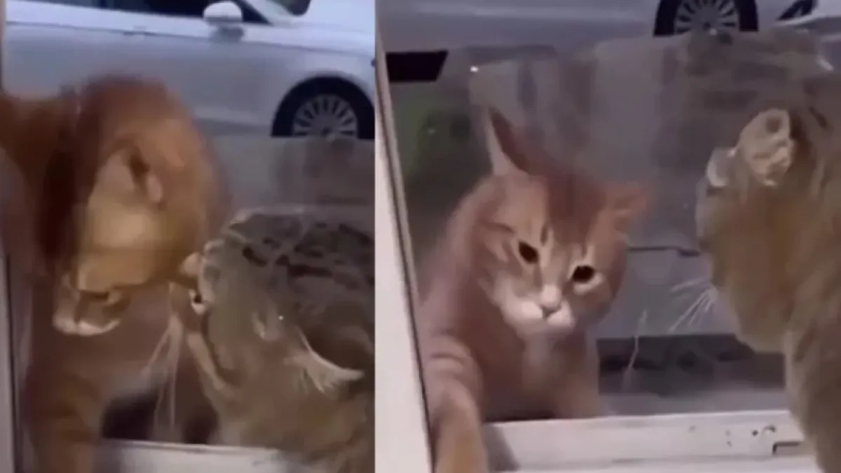 Котка отказа да пусне котарак у дома, след като го забеляза с друга ВИДЕО