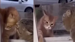 Котка отказа да пусне котарак у дома, след като го забеляза с друга ВИДЕО