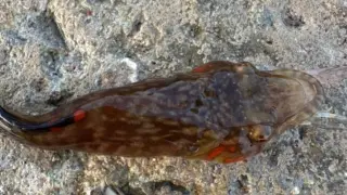 Грозновата морска твар ошашави варненските въдичари СНИМКА