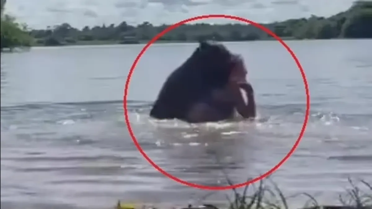 Шокиращо ВИДЕО 18+ показва как капибара напада момиче в езеро