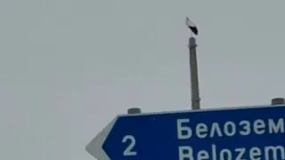 Неочакван гост шашардиса хората в Пловдивско СНИМКА