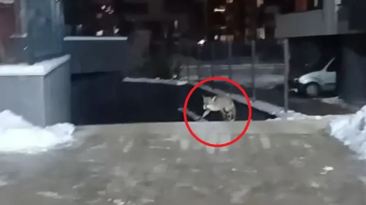 Диво същество се разходи из "Студентски град" и стресна шофьорите ВИДЕО