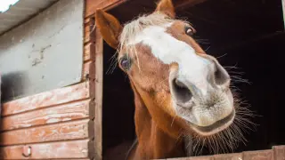 Пълен блокаж на пътя Самоков - София заради блъснати коне Снимка