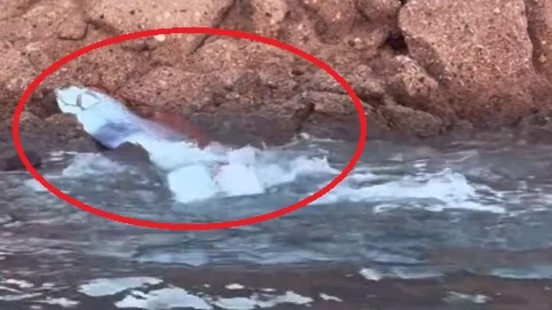 Рибата за Края на света се появи на туристически плаж ВИДЕО