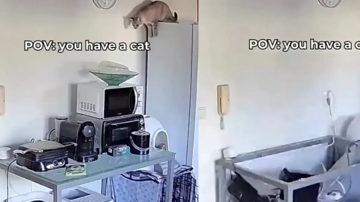 Котарак скочи на маса и предизвика апокалипсис в пределите на дома ВИДЕО