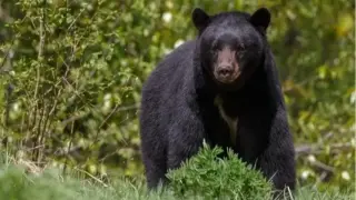 ВИДЕО запечата как мечок се нахвърли върху мъж, но съседът му го спаси