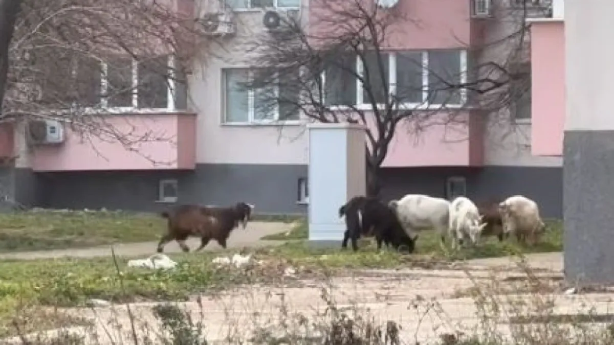 Малката Виена ми е ранчо в Тексас: Кози налазиха града ни с най-красива архитектура ВИДЕО