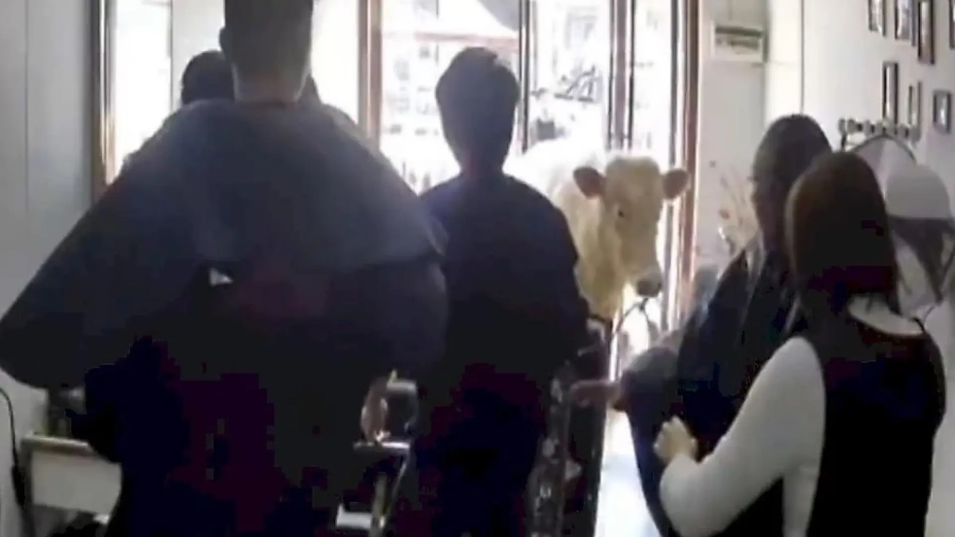 Крава нахлу във фризьорски салон и настана лудница ВИДЕО