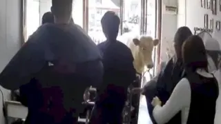 Крава нахлу във фризьорски салон и настана лудница ВИДЕО