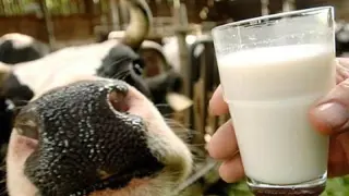 Магически узбекистанци увеличават добива на мляко двойно в Търново