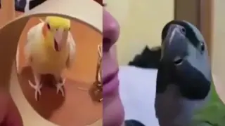 Пернати комици: Тези папагали са невероятно добри в повтарянето ВИДЕО