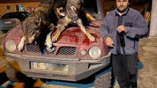 Глутница вълци със свирепо нападение в Родопите, но си намериха майстора СНИМКА