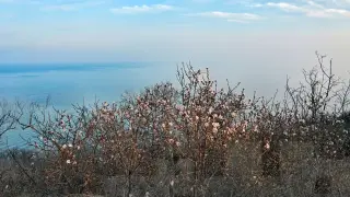 Зима ли?! Във Варна вече имат... СНИМКИ