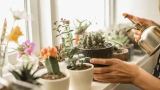 Това любимо растение може да е много опасно, ето защо 