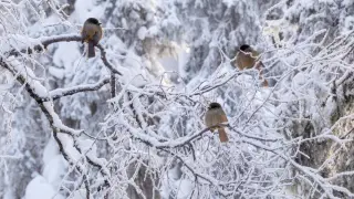 Вием от студ в сряда, на места градусите падат до минус...