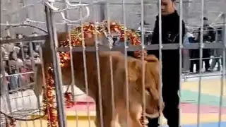 Шокиращ момент: Лъвица нападна цирков работник ВИДЕО 18+