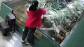 Нападение на крокодил срещу момиче бе заснето на ВИДЕО