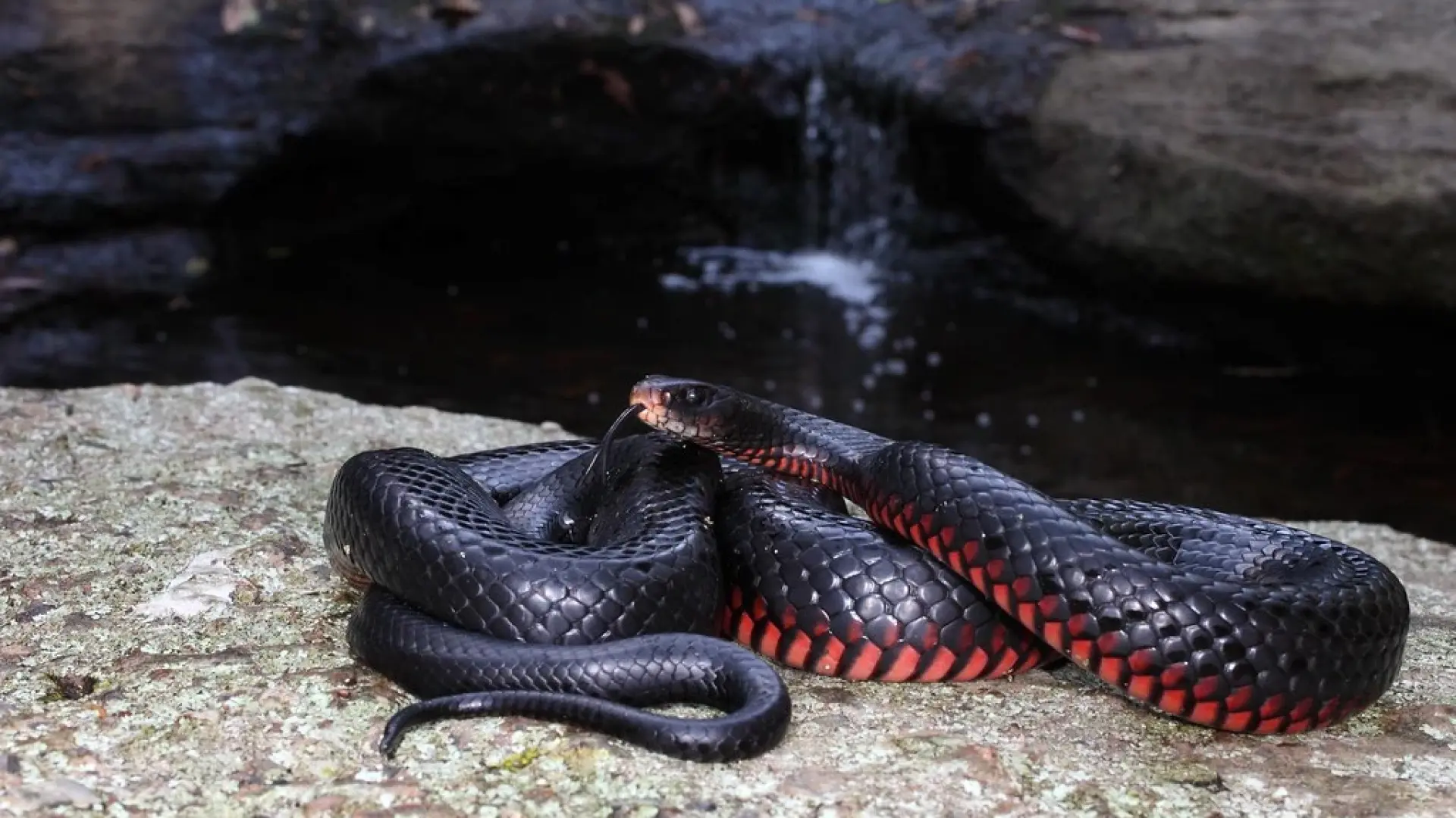 Истински ужас: Дейвид откри над 100 отровни змии в задния двор на къщата си!