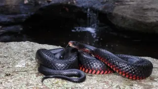 Истински ужас: Дейвид откри над 100 отровни змии в задния двор на къщата си!