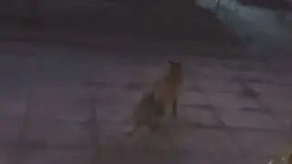 Хищник се засели в столичен квартал СНИМКИ 