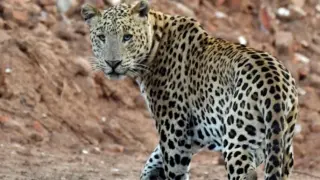 Леопард разкъса фермер пред очевидци, предизвиквайки масова паника