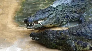 Крокодили разкъсаха мъж, скочил във водата при тях СНИМКА