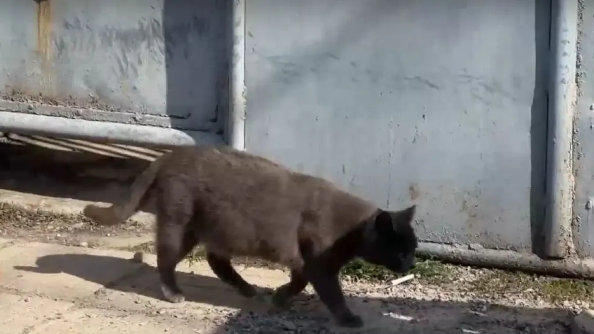 Мистерия с котката, спасила дете в Нова Загора ВИДЕО