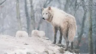 Ужас: Красив звяр от Гърция сее смърт из Кърджалийско