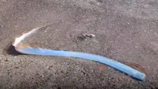 Предшественик на Апокалипсиса ужаси туристи в Мексико ВИДЕО 