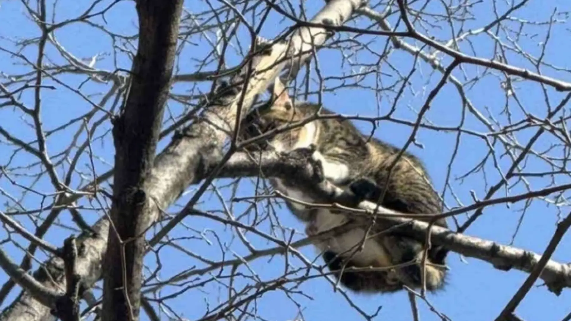 Бедстващо коте обедини пловдивчани, решението на институциите вбеси всички СНИМКИ