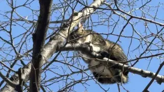 Бедстващо коте обедини пловдивчани, решението на институциите вбеси всички СНИМКИ