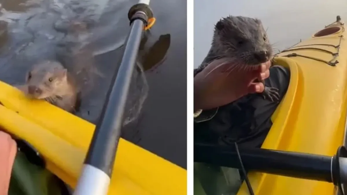 Вижте как видра благодари на своя спасител ВИДЕО