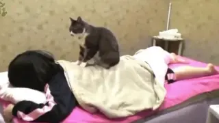 Уникално: В тези заведения котки правят масаж на клиентите ВИДЕО