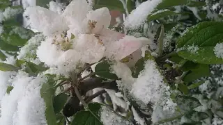 Пълен погром заради студа в Североизточна България