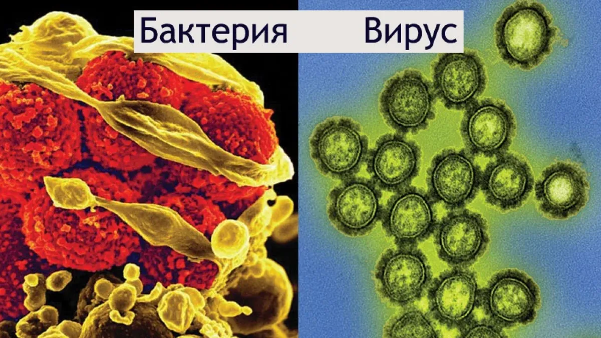 Как да различим бактериалната от вирусната инфекция