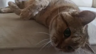  Как реагира котка, когато собственикът ѝ умре?