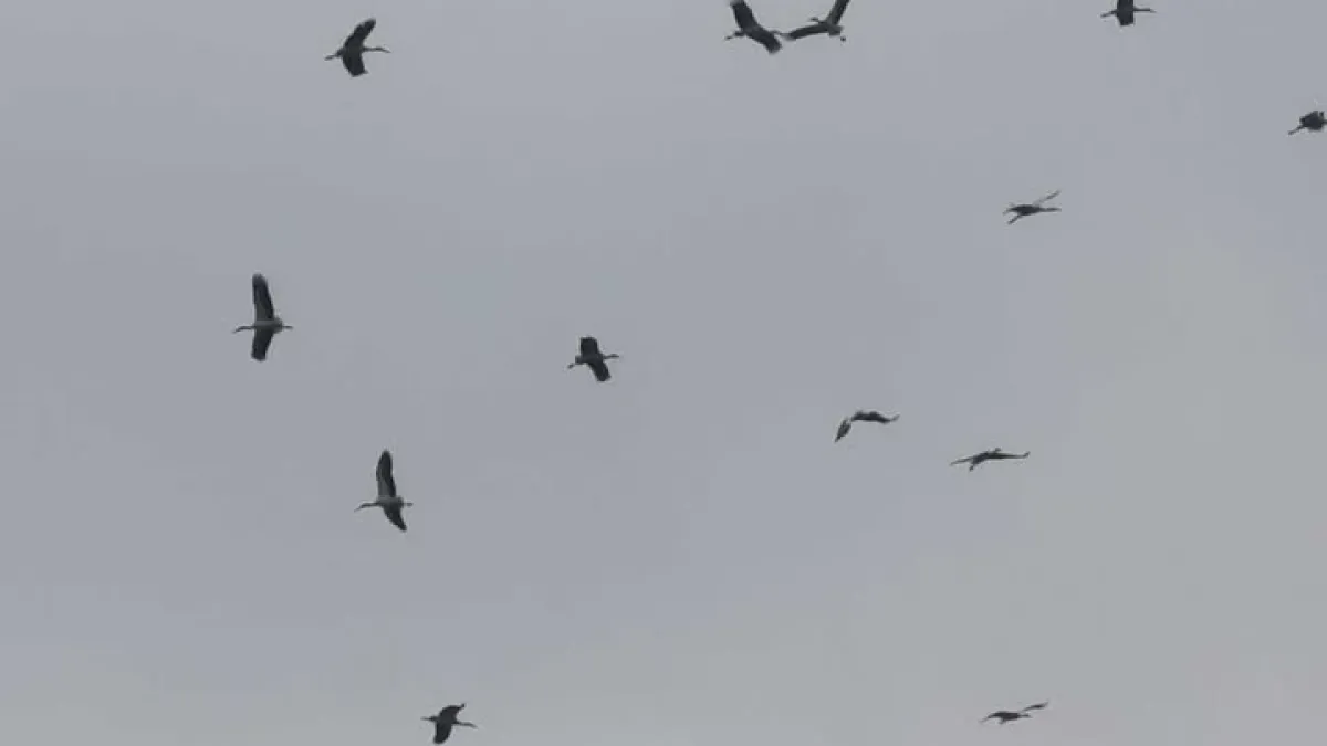 Небето над Бургас почерня от птици, а във Варна... СНИМКИ