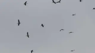 Небето над Бургас почерня от птици, а във Варна... СНИМКИ